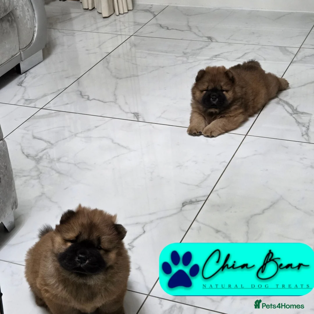 Chow Chow dogs for sale: READY NOW !!! KC REGISTERED CHOW CHOW GIRL - Advert 6