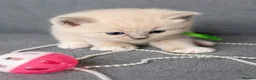 Ragdoll cats for sale: Beautiful Blue Point and Mink ragdoll kittens  in Horley - Advert 9