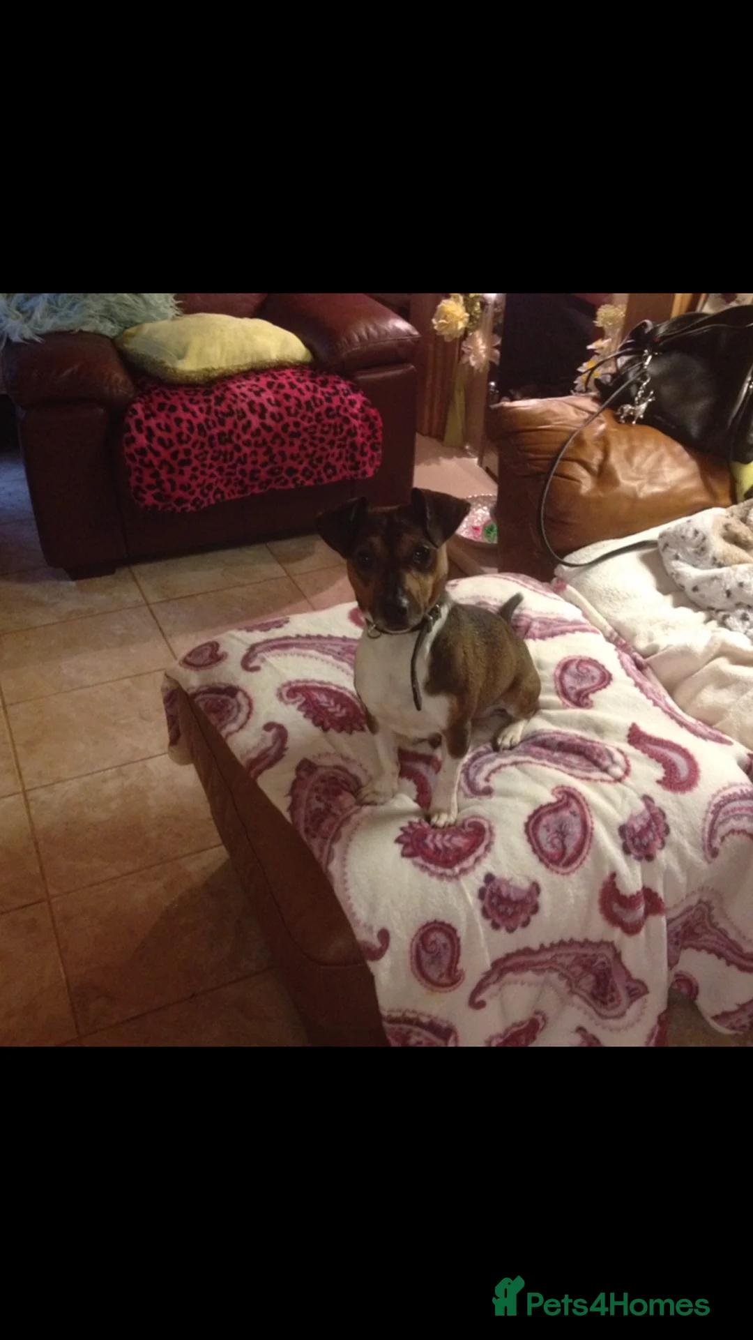 Jack Russell dogs for stud: tan white jack russell for stud in Wednesbury - Advert 1