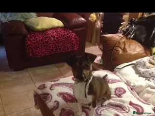 Jack Russell dogs tan white jack russell for stud in Wednesbury - Advert 15