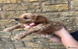 Cavachon dogs for sale: Cavapoochon puppies  - Image 16