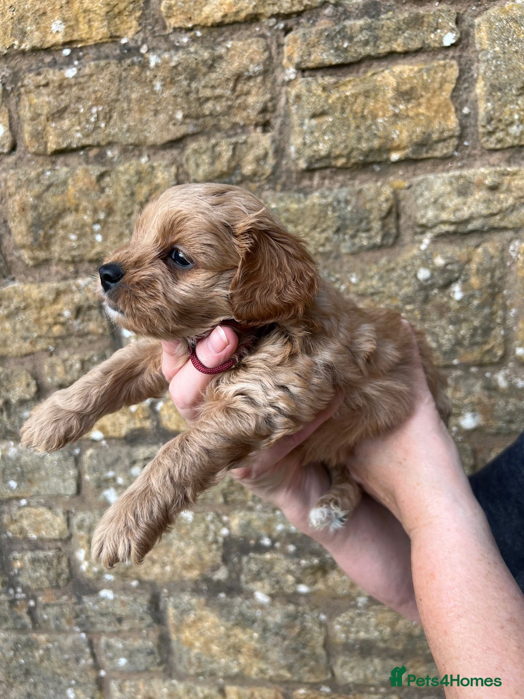 Cavachon dogs for sale: Cavapoochon puppies  - Image 16