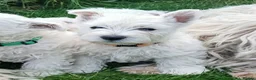 West Highland Terrier dogs for sale: KC Registered Westie Puppies - Advert 7