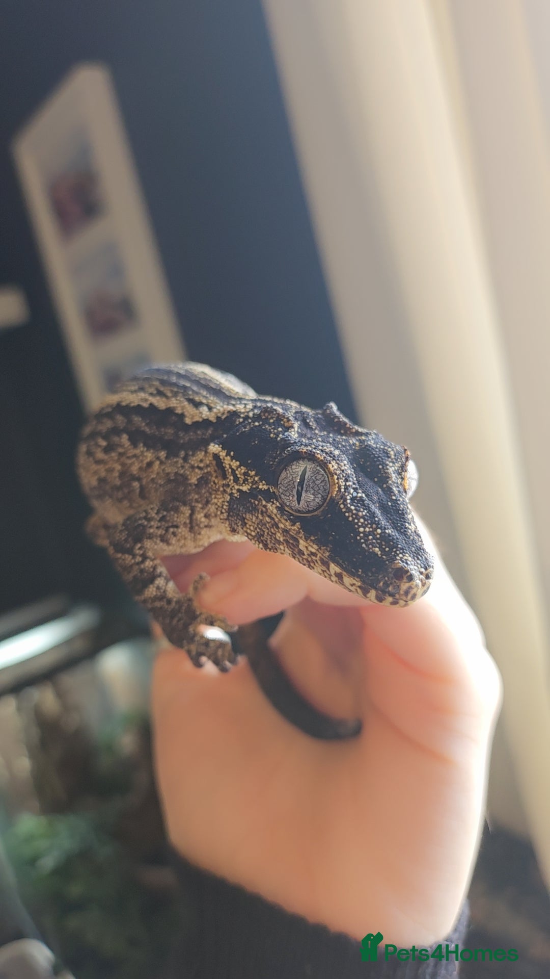 Gecko reptiles for sale: Gargoyle gecko - Advert 4