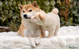 Japanese Shiba Inu dogs for sale: Beautiful Cream Shiba Inu boy for sale  - Image 24