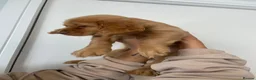Cocker Spaniel dogs for sale: Working cocker spaniel puppies  - Advert 25