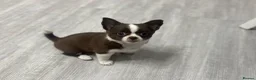 Chihuahua dogs for sale: Apple Head Chihuahua Puppies  in Chelmsford - Advert 12