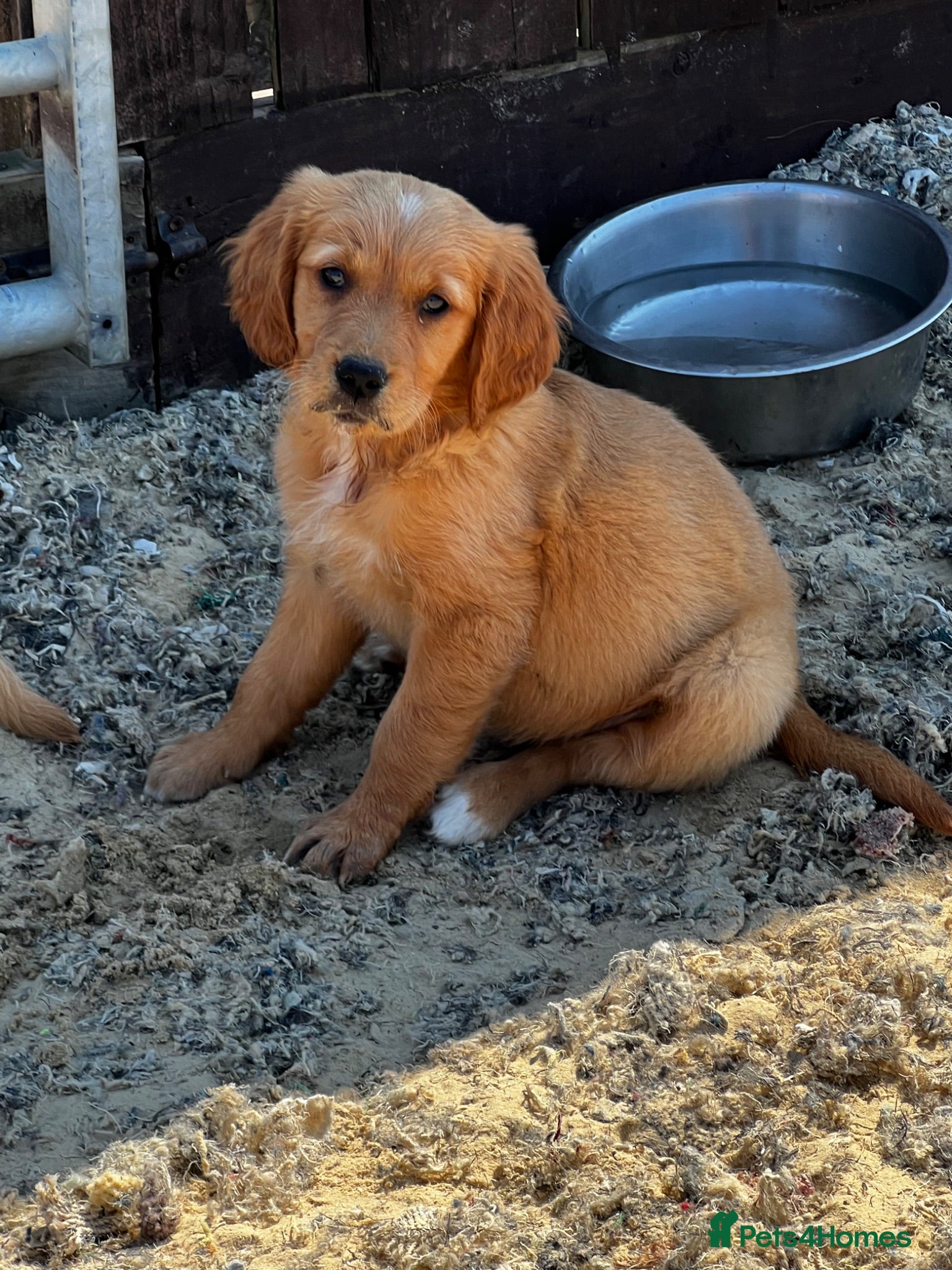 Golden Retriever dogs KC DEEP RED GOLDEN RETRIEVERS - Advert 4