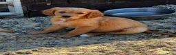 Golden Retriever dogs for sale: KC FOX RED GOLDEN RETRIVERS - Advert 7