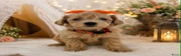 Maltipoo dogs for sale: £1000. 3 GIRLS LEFT . READY NOW . - Advert 21