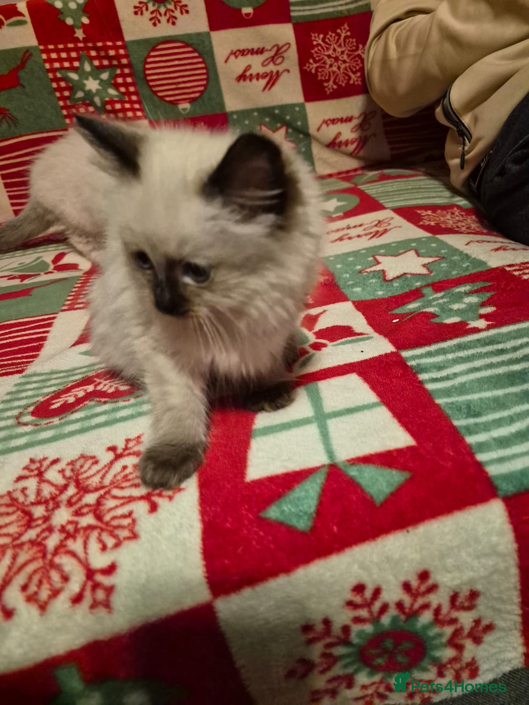 Ragdoll cats for sale: Adorable Ragdoll Kittens GCCF  Active registered  - Advert 30