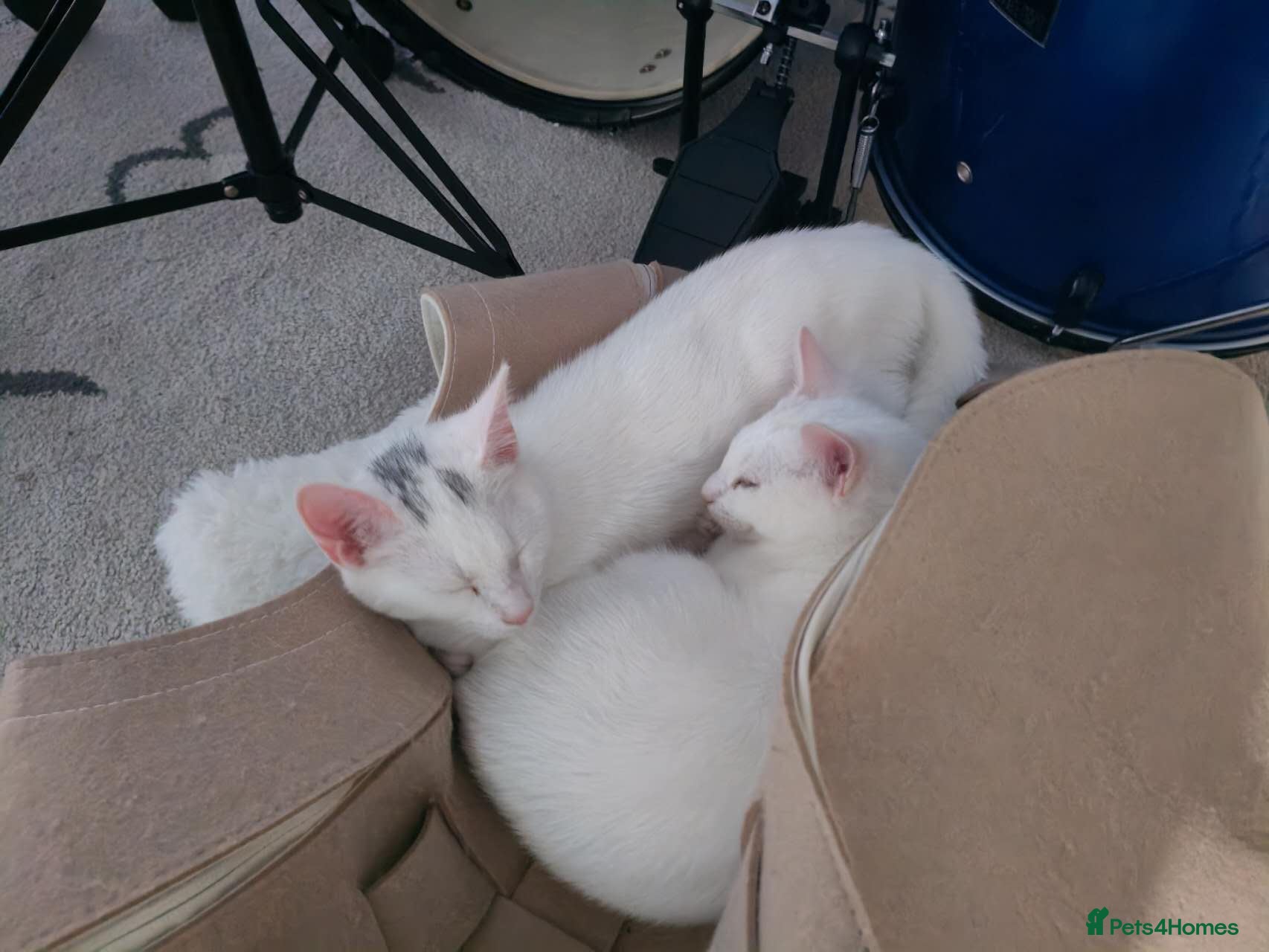 Mixed Breed cats  Cute British shorthair Kittens for sale - Advert 3