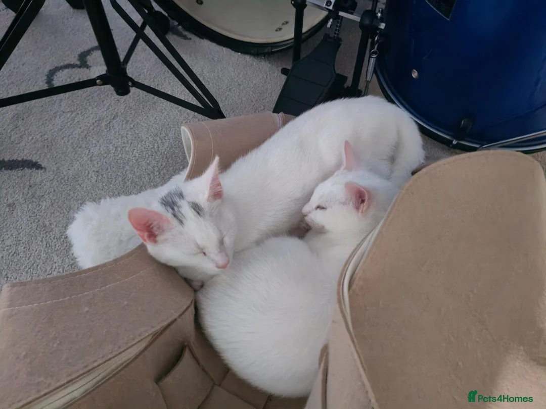 Mixed Breed cats for sale:  Cute British shorthair Kittens for sale - Advert 1