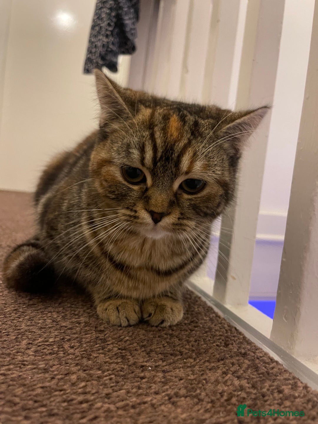 Persian cats for sale: Persian Cat  - Advert 3