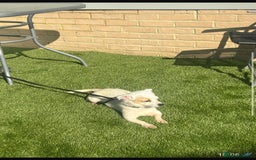Mixed Breed dogs for sale: Chihuahua x Jack Russell  in Sevenoaks - Image 3