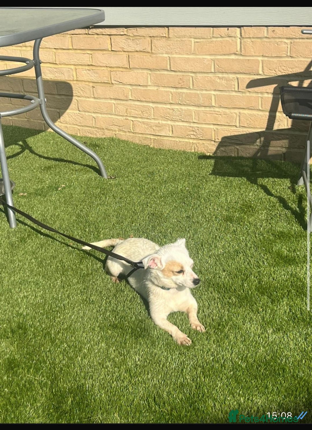 Mixed Breed dogs for sale: Chihuahua x Jack Russell  in Sevenoaks - Image 3