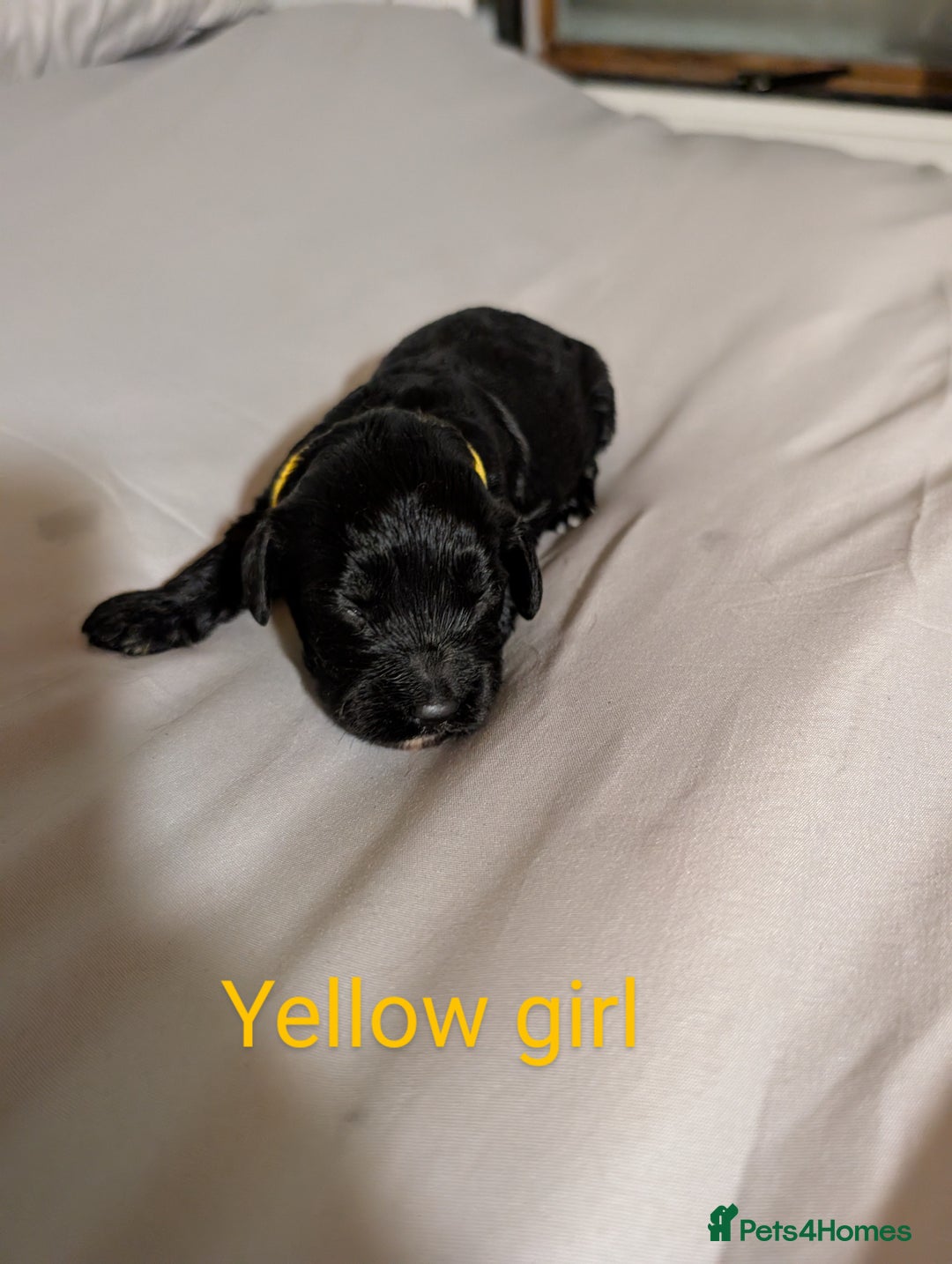 Cockapoo dogs for sale: Stunning f1 Cockapoo puppy's  - Image 3