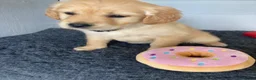 Golden Retriever dogs for sale: Golden retriever  in Romford - Advert 25