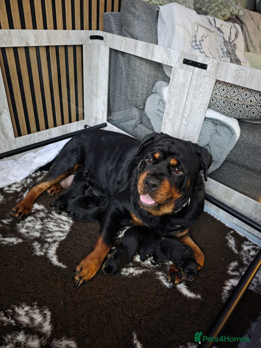 Rottweiler dogs for sale: Beautiful chunky Rottweiler puppies  - Advert 2