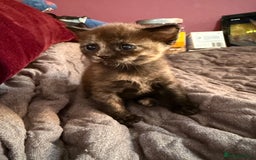 Devon Rex cats for sale: Adorable first generation permitted outcross - Image 13