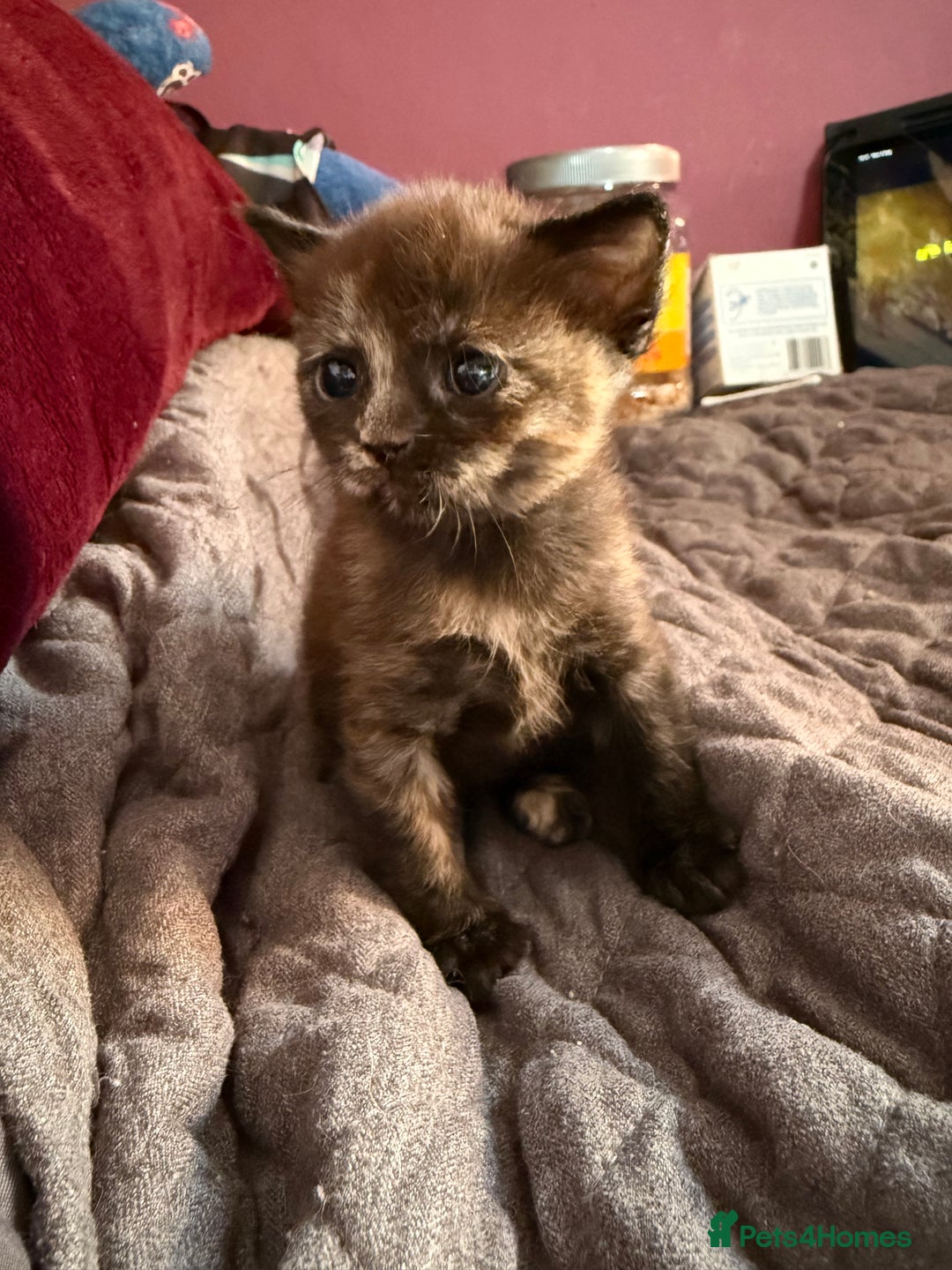 Devon Rex cats for sale: Adorable first generation permitted outcross - Image 13