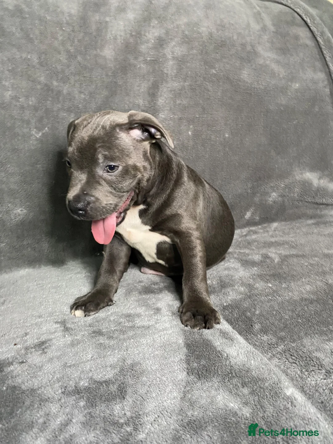 Staffordshire Bull Terrier dogs for sale: Billionaire bills pups  - Advert 2
