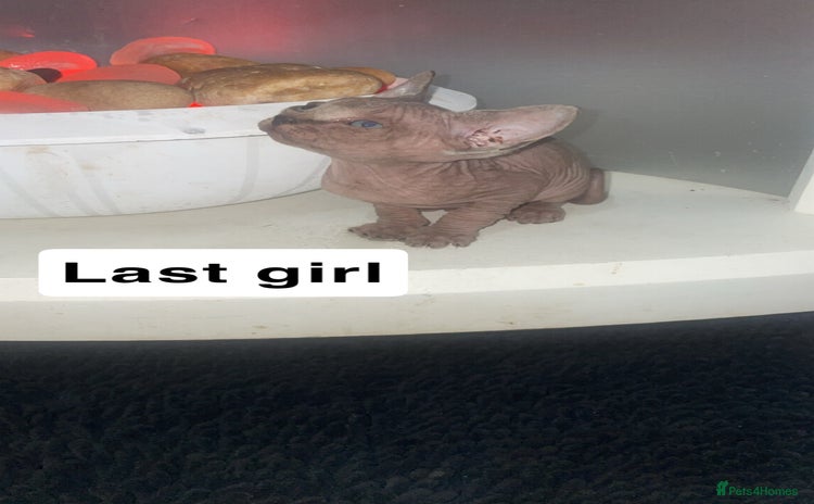 Sphynx cats - Advert 1