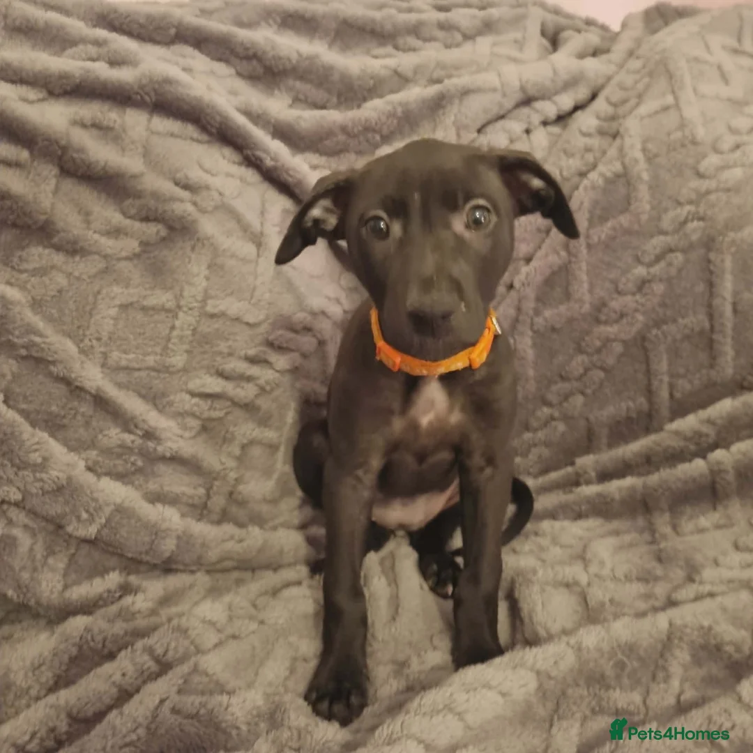 Mixed Breed dogs for sale: Bull/grey hounds  - Advert 6