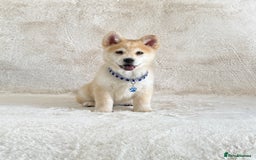 Chow Chow dogs for sale: Exotic colour chowsky puppies for sale  - Image 9
