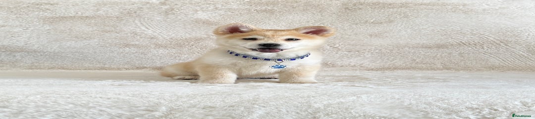 Puppy 3