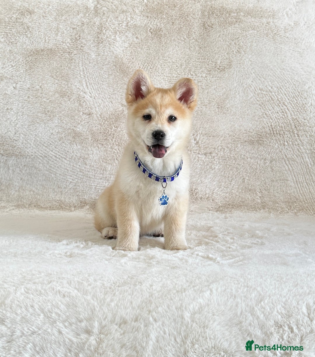 Chow Chow dogs for sale: Exotic colour chowsky puppies for sale  - Image 9