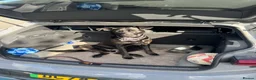 Mixed Breed dogs for sale: Beautiful girl looking for her forever home - Advert 8