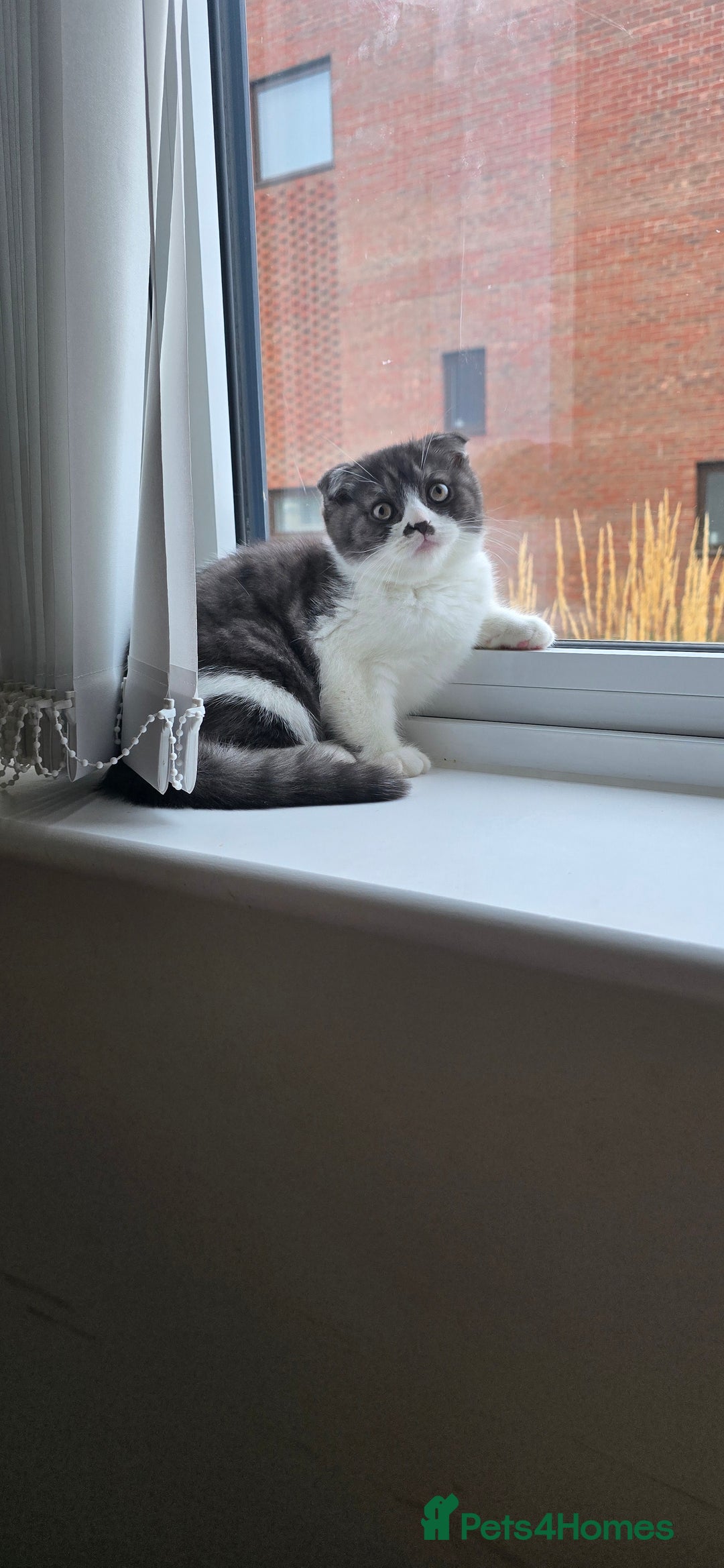 Scottish Fold cats for sale: Scottish fold kittens  - Image 2