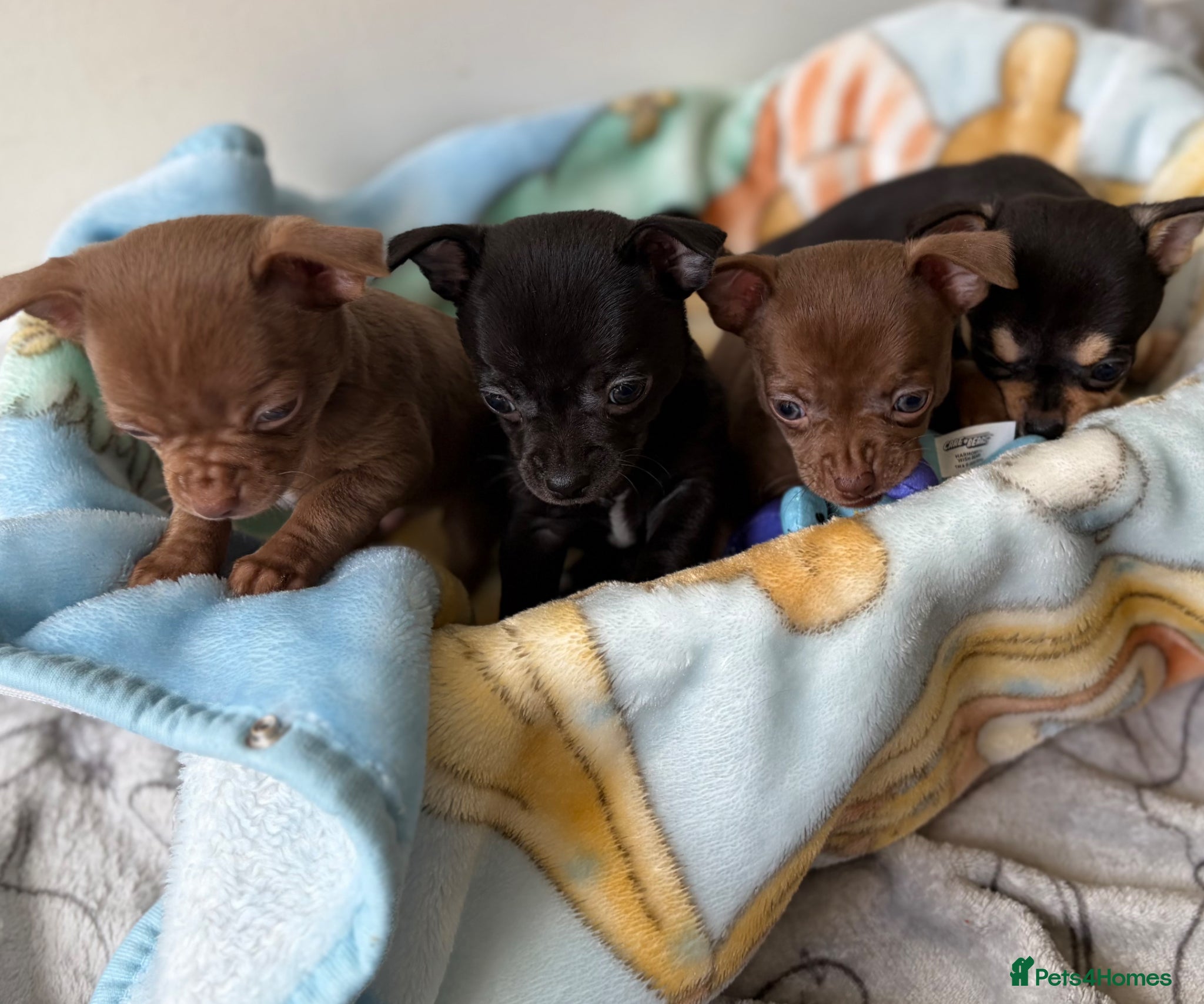 Chihuahua dogs Male Black Chihuahua Puppy - Advert 1