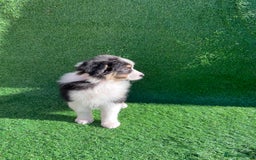 Australian Shepherd dogs for sale: Australia shepherd Kc puppies  - Image 6
