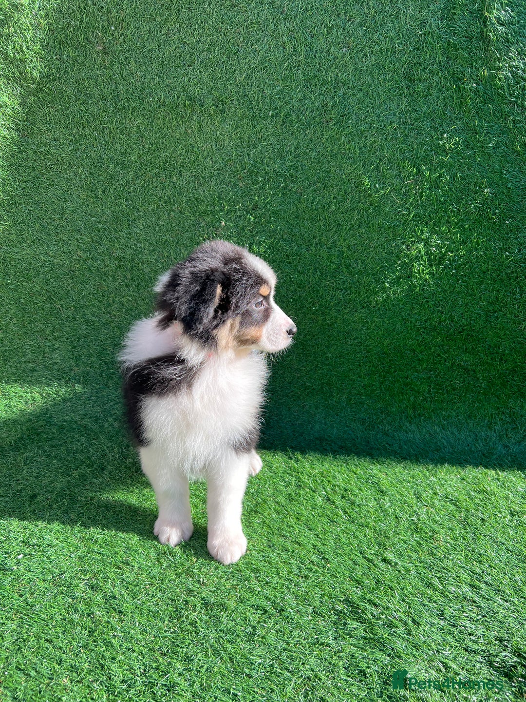 Australian Shepherd dogs for sale: Australia shepherd Kc puppies  - Image 6