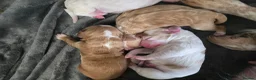 Cocker Spaniel dogs for sale: 4 beautiful cocker spaniel puppies - Advert 6