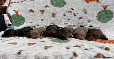 Dachshund dogs - Advert 9