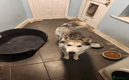 Siberian Husky dogs for sale: Pet and Kid-friendly, loving, joyful Husky - Image 1