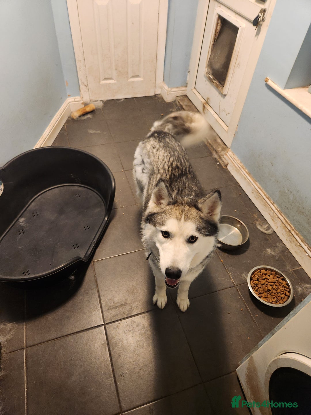 Siberian Husky dogs for sale: Pet and Kid-friendly, loving, joyful Husky - Image 1