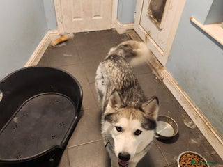 Siberian Husky dogs - Advert 23