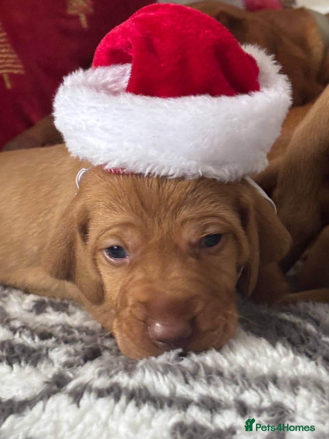 Hungarian Vizsla dogs for sale: Hungarian Vizsla Puppies for sale  - Advert 10