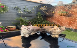 Maine Coon cats for sale: Perfect Maine Coons - Image 15