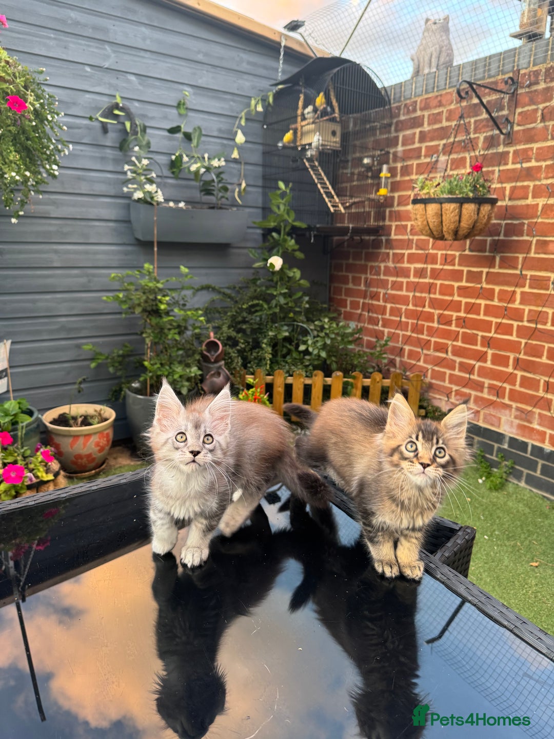 Maine Coon cats for sale: Perfect Maine Coons - Image 15