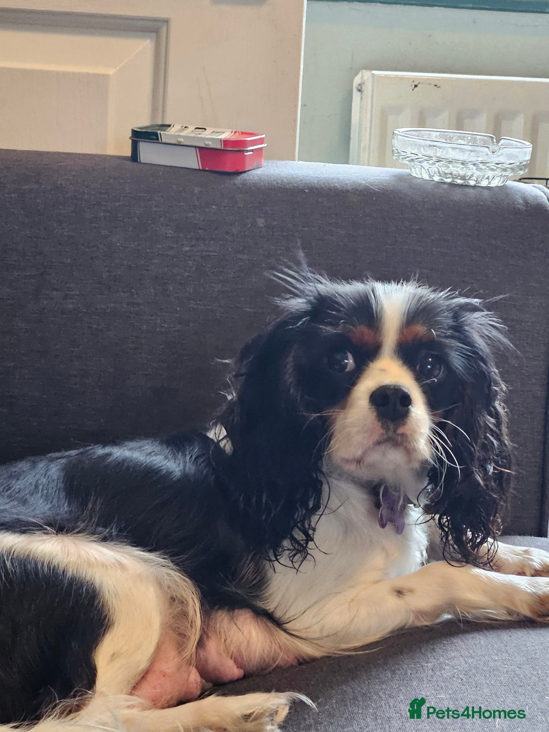 Cavalier King Charles Spaniel dogs for sale: Cavalier - Advert 2