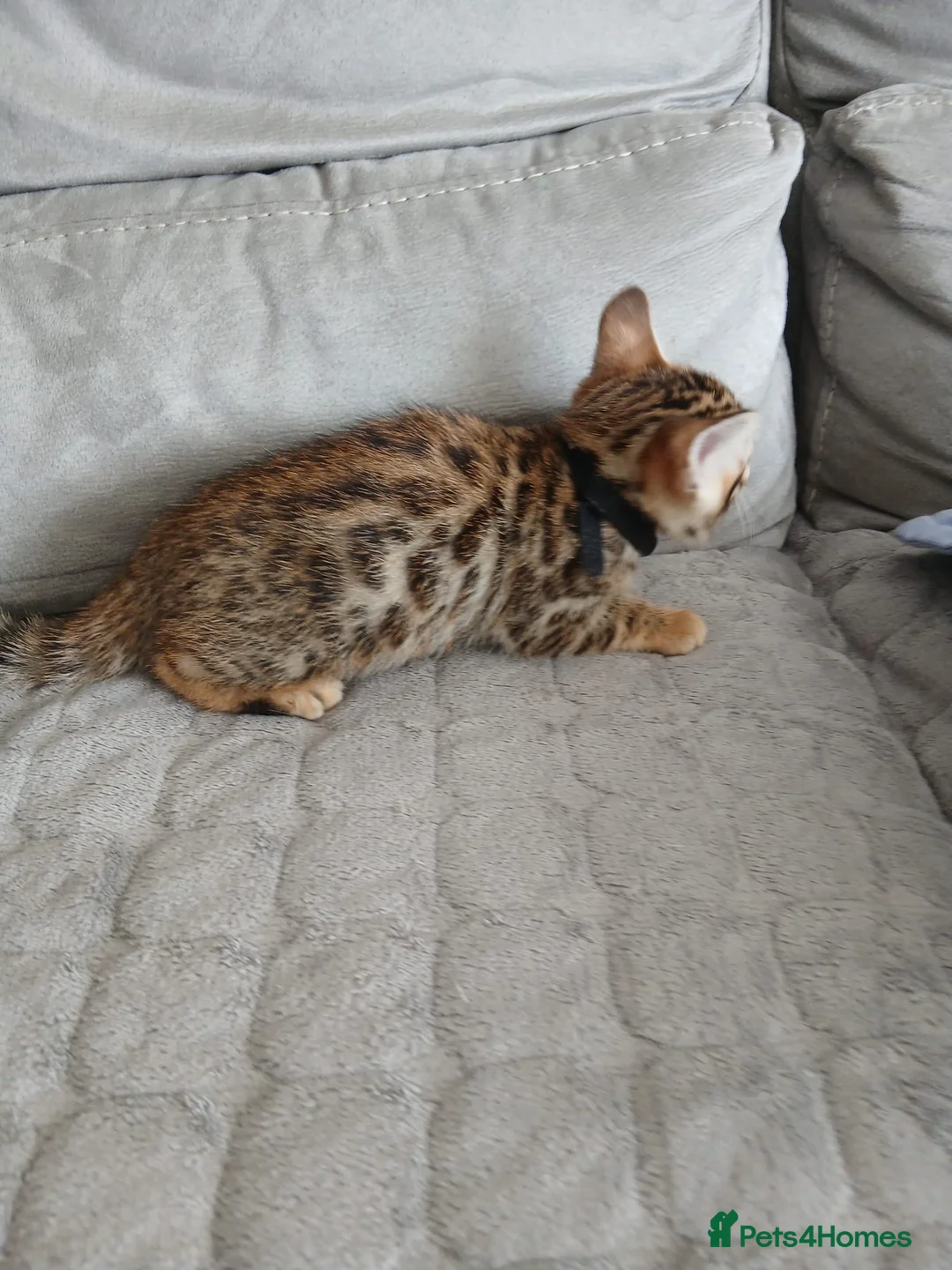 Bengal cats for sale: Bengal boy - Advert 2