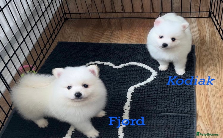 Japanese Spitz dogs - Advert 1