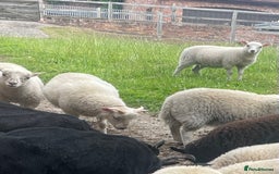 Sheep livestock for sale: CROSSBRED LAMBS   - Image 4