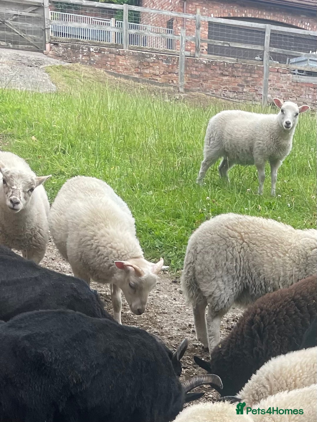 Sheep livestock for sale: CROSSBRED LAMBS   - Image 4