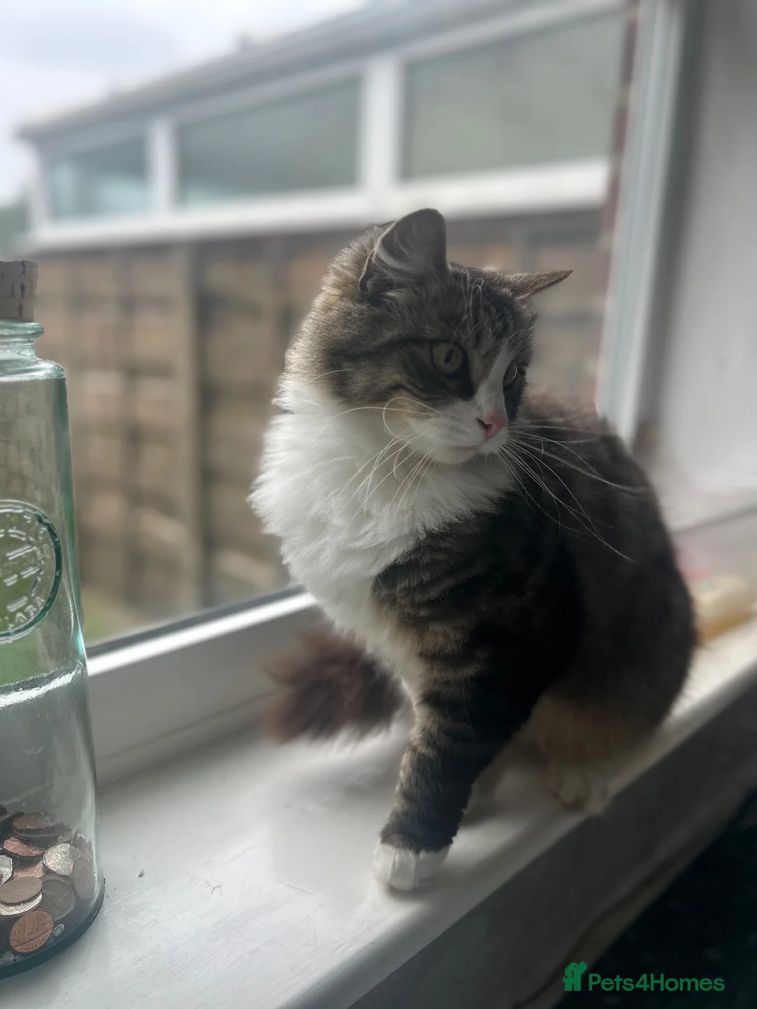 Mixed Breed cats for sale: Rehoming our two girls  in Manchester - Advert 2